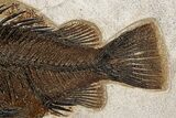 Huge, Superb Fossil Fish (Priscacara) - Top Quality Specimen #313952-3